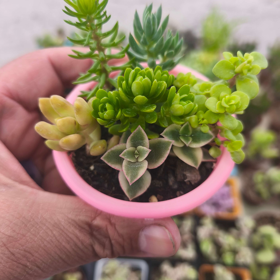 Souvenirs de Suculentas y Sedum Enraizados – Mix en Macetas de 6 cm 4