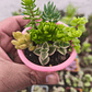 Souvenirs de Suculentas y Sedum Enraizados – Mix en Macetas de 6 cm - Miniatura 4