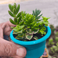 Souvenirs de Suculentas y Sedum Enraizados – Mix en Macetas de 6 cm - Miniatura 5