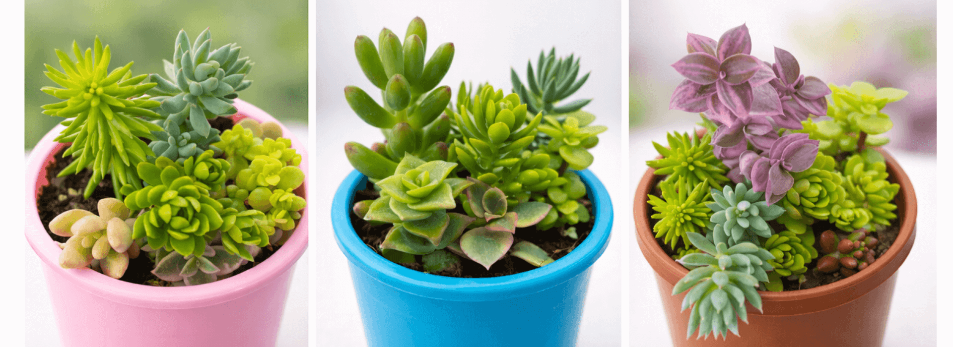 Plantas y suculentas