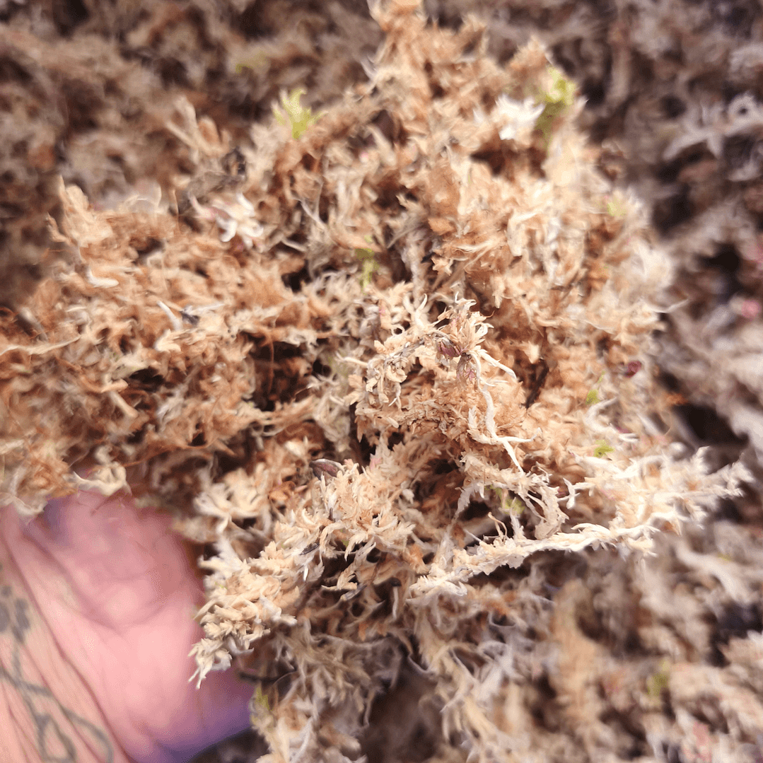 Musgo Sphagnum Natural para Plantas 2