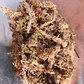 Musgo Sphagnum Natural para Plantas - Miniatura 3