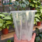 Maceta traslúcida para orquídeas – ventilación superior y drenaje ideal - Miniatura 9
