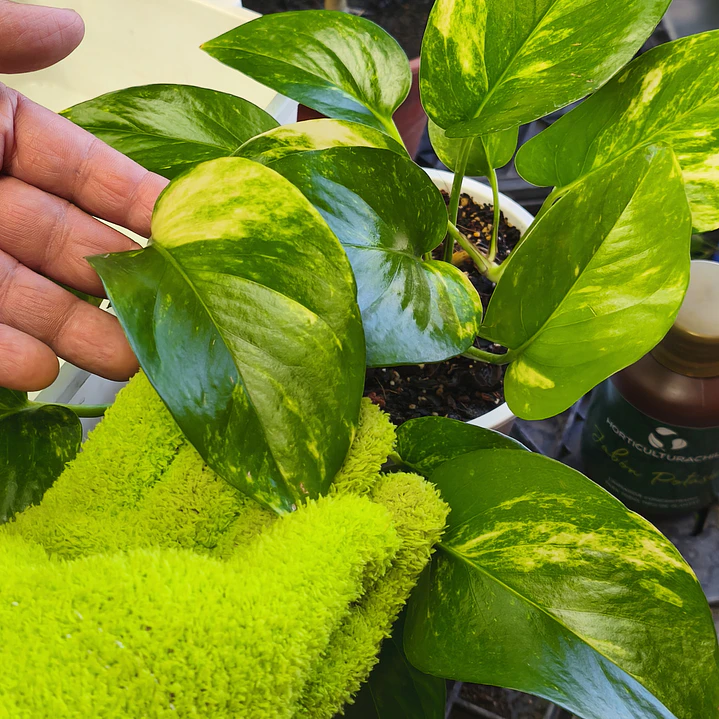 Guantes de Microfibra para Limpiar Hojas de Plantas | Reutilizables Verdes 2