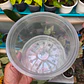 Maceta Transparente N15 con Drenaje para Plantas - Miniatura 4