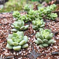 Piedra Pómez 1.5 a 3 mm – Mejorador de Sustrato para Plantas y Bonsái - Miniatura 5