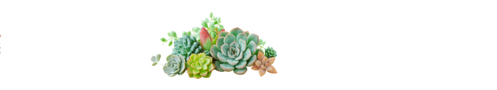 Cactus y Suculentas: la guía completa para que no se te mueran nunca más