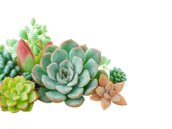Cactus y Suculentas: la guía completa para que no se te mueran nunca más