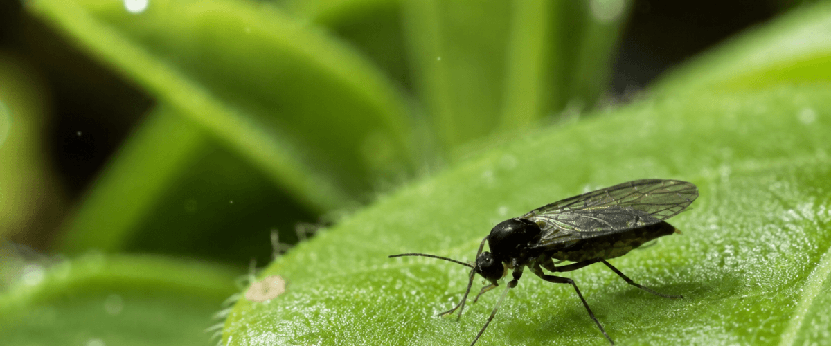 Mosca del sustrato: por qué aparece y cómo eliminarla sin regarla con más agua