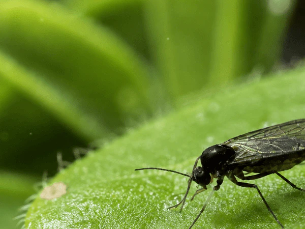 Mosca del sustrato: por qué aparece y cómo eliminarla sin regarla con más agua