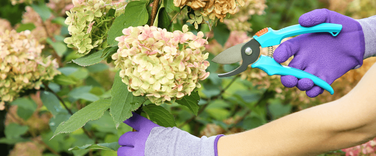 Poda de hortensias en agosto: guía paso a paso para Chile