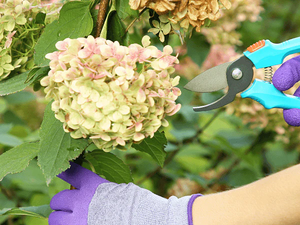 Poda de hortensias en agosto: guía paso a paso para Chile