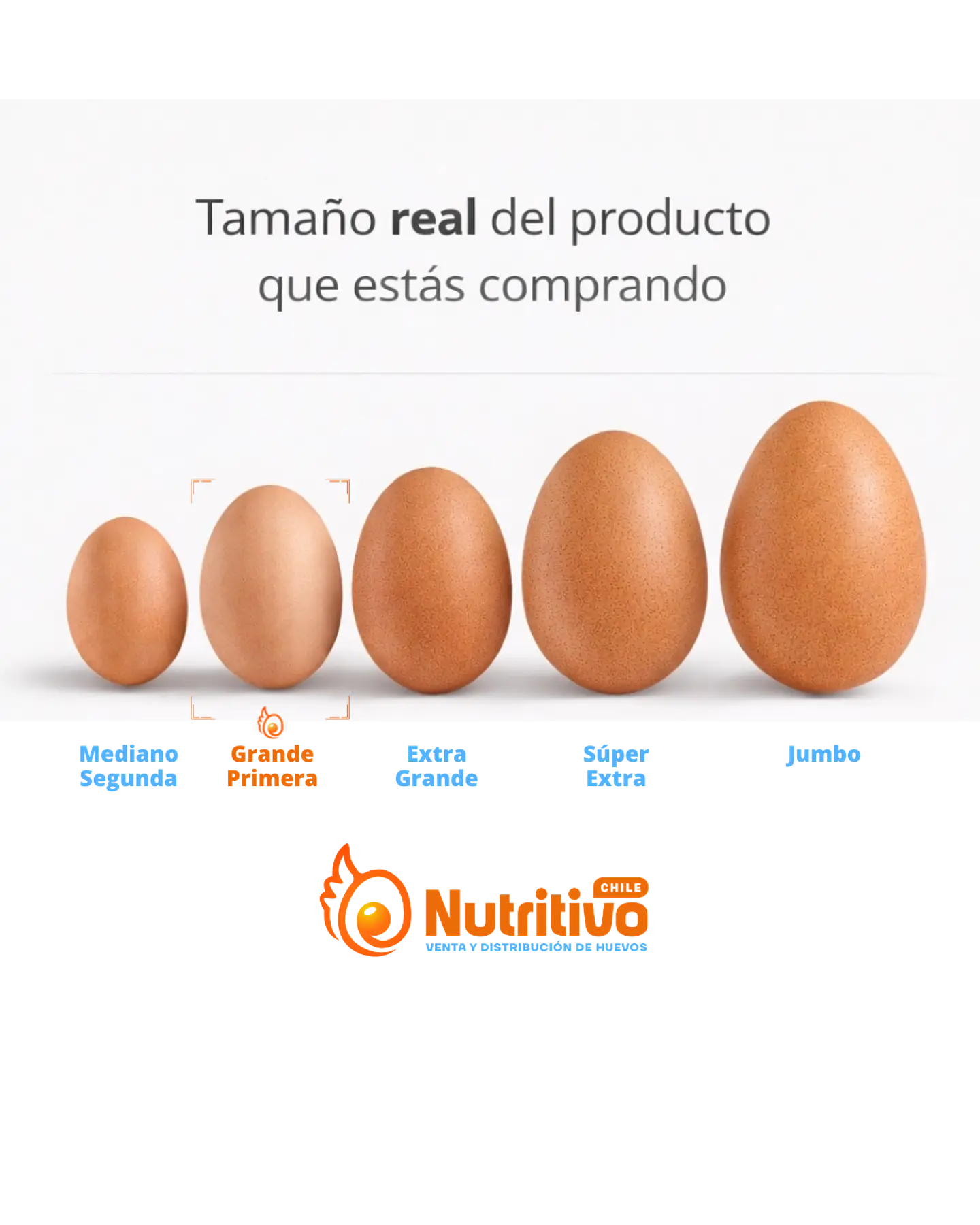 Huevos Tradicionales Color Grande Caja de 100 Unidades 2