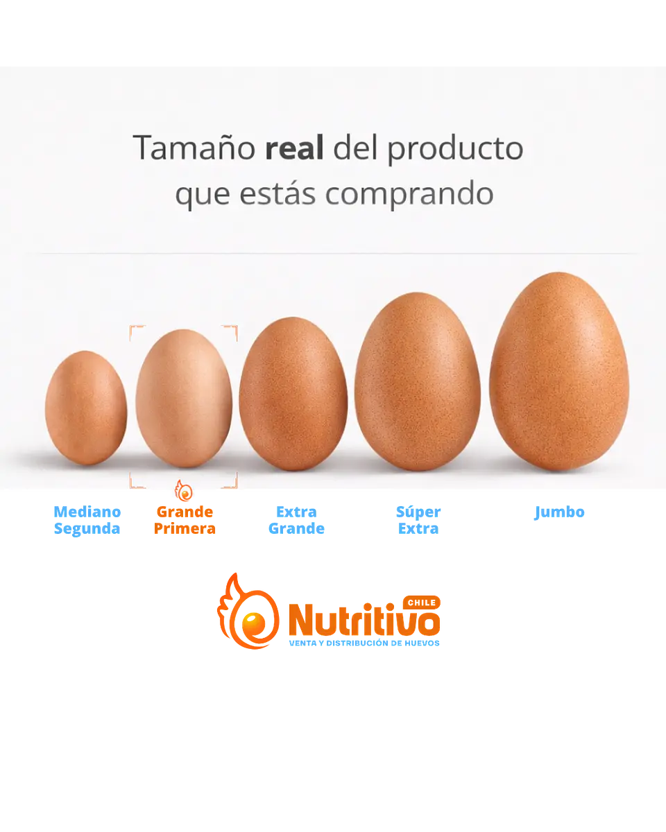 Huevos Tradicionales Color Grande Caja de 180 Unidades 2