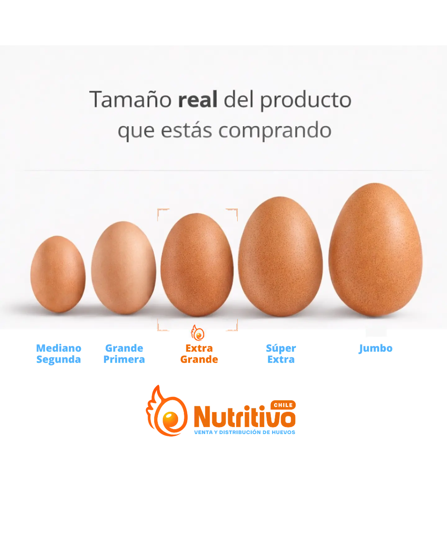 Huevos Tradicionales Color Extra Grandes Caja de 180 Unidades 2