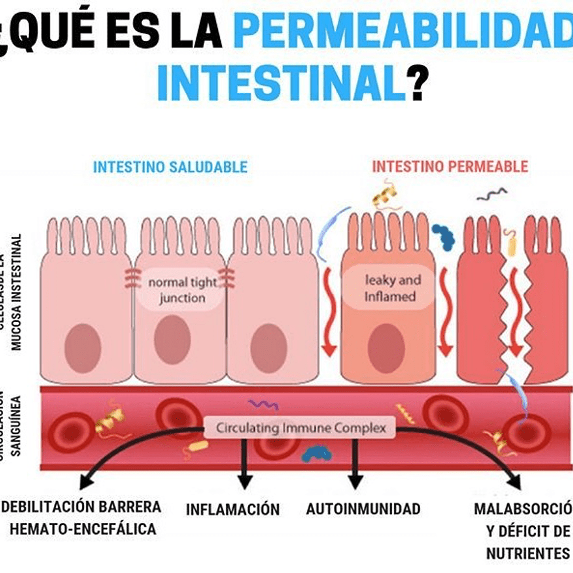 Examen de Sensibilidad Alimentaria - 176 Alimentos + Intestino Permeable 2