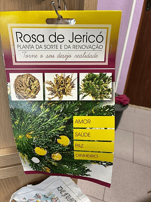 Rosa De Jericó