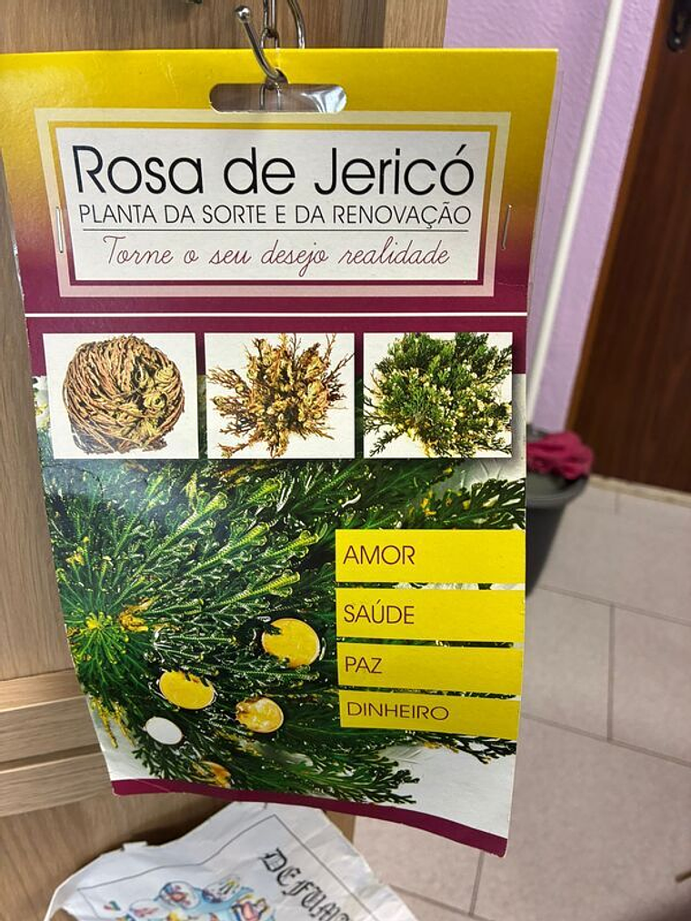 Rosa De Jericó 1