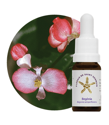 Floral Begônia - 10ml