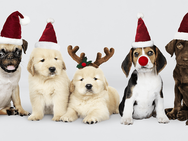 🎄 Presentes de Natal para Cães e Gatos: Surpreende os Teus Patudos com Personalização e Carinho