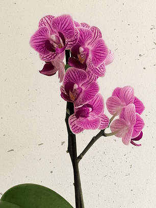 MATERITA SURTIDA CON MINI ORQUÍDEA