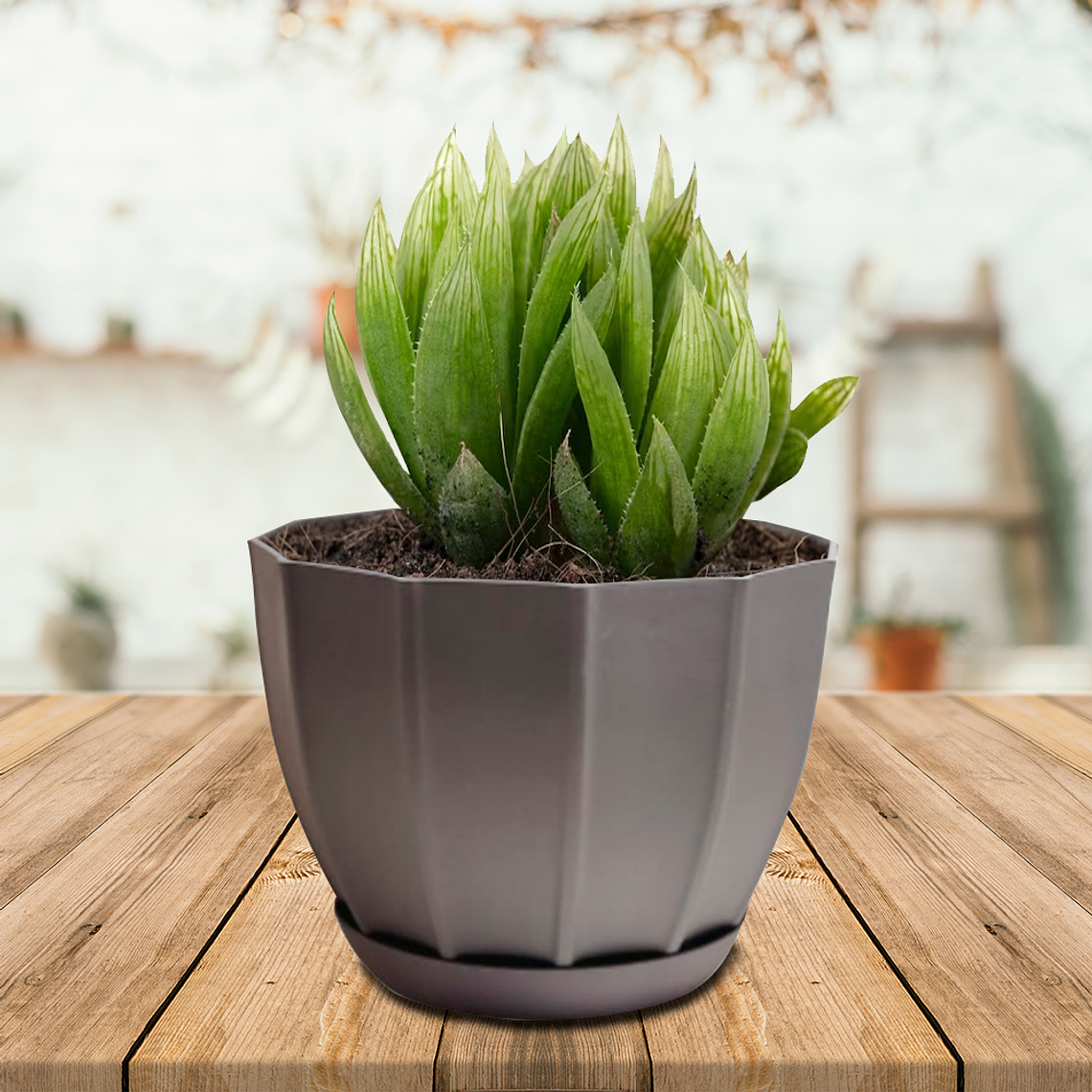 Macetero Plástico 15x11 cm 4