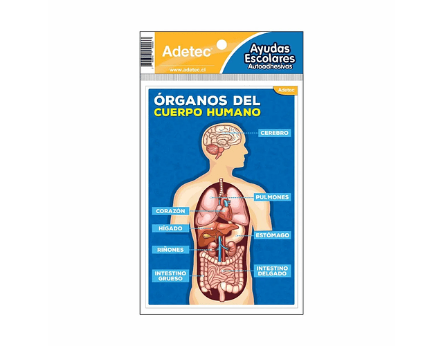 Variedad de Ayudas escolares