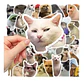 Set 100 Stickers De Gatos Gatitos - Pegatinas / Calcomanías - Miniatura 2