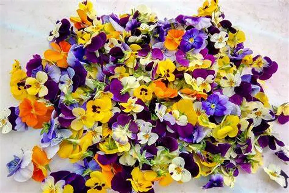  Flores comestibles bote tama?o syr 1