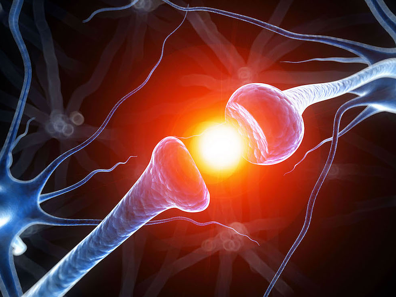 Explicación del Endocannabinoides 