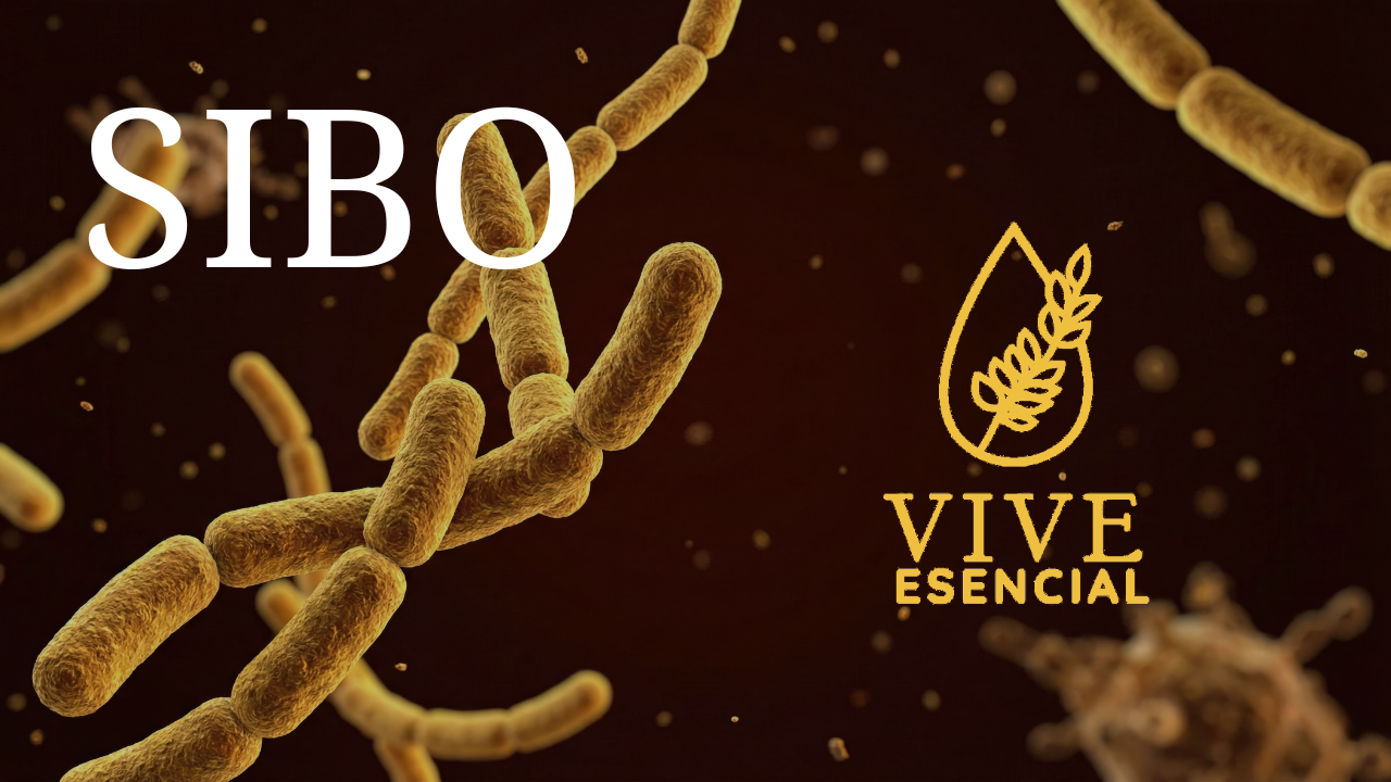 SIBO y Aceite Esencial de Orégano: El Poder del Carvacrol y el Protocolo de los 10 Días