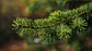 Óleo Essencial 10ml - Pinheiro Silvestre (Scots Pine) - Thumbnail 3