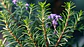 Óleo Essencial 10ml - Alecrim (Rosemary) - Thumbnail 3