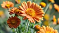 Calêndula, Flores (Calendula Officinalis L.) - 20gr - Thumbnail 6