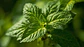 Cidreira, Folhas (Melissa Officinalis L.) - 20gr - Thumbnail 6