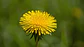 Dente-de-Leão, Planta (Taraxacum Officinale L.) - 50gr - Thumbnail 6