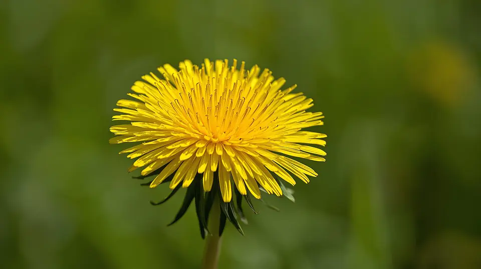 Dente-de-Leão, Planta (Taraxacum Officinale L.) - 50gr 6