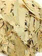 Eucalipto, Folhas (Eucalyptus Globulus L.) - 60gr - Thumbnail 5