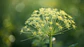 Funcho, Planta (Foeniculum Vulgare) - 50gr - Thumbnail 6