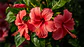 Hibiscos, Flores Cortadas (Hibiscus Sabdariffa) - 60gr - Thumbnail 6