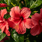 Hibiscos, Flores Cortadas (Hibiscus Sabdariffa) - 60gr - Thumbnail 6