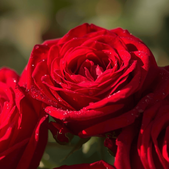 Sabão Artesanal de Rosas 6