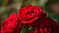 Sabão Artesanal de Rosas - Thumbnail 6