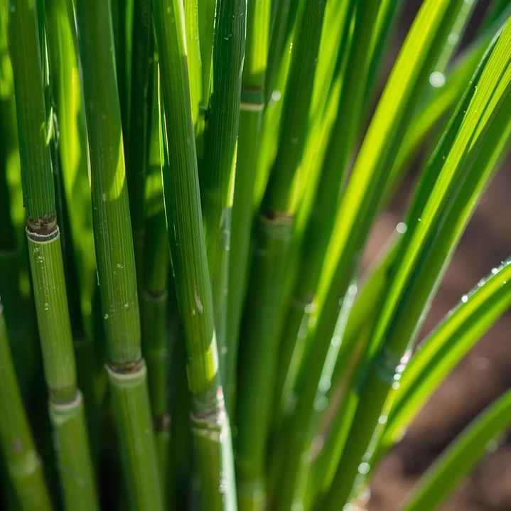 Erva-Príncipe, Folhas (Cymbopogon Citratus) - 40gr 6