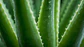 Esponja Konjac - Aloé Vera - Cura - Thumbnail 3