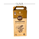 Kit Autocultivo hongos girgolas 