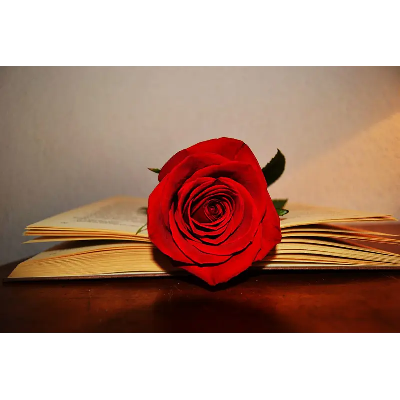 Rosa Encantada