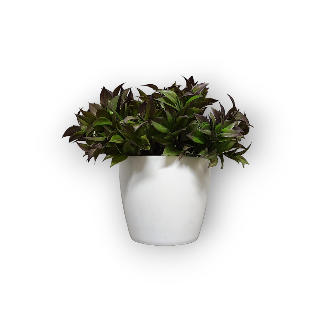 Matero Plástico 17 cm 1