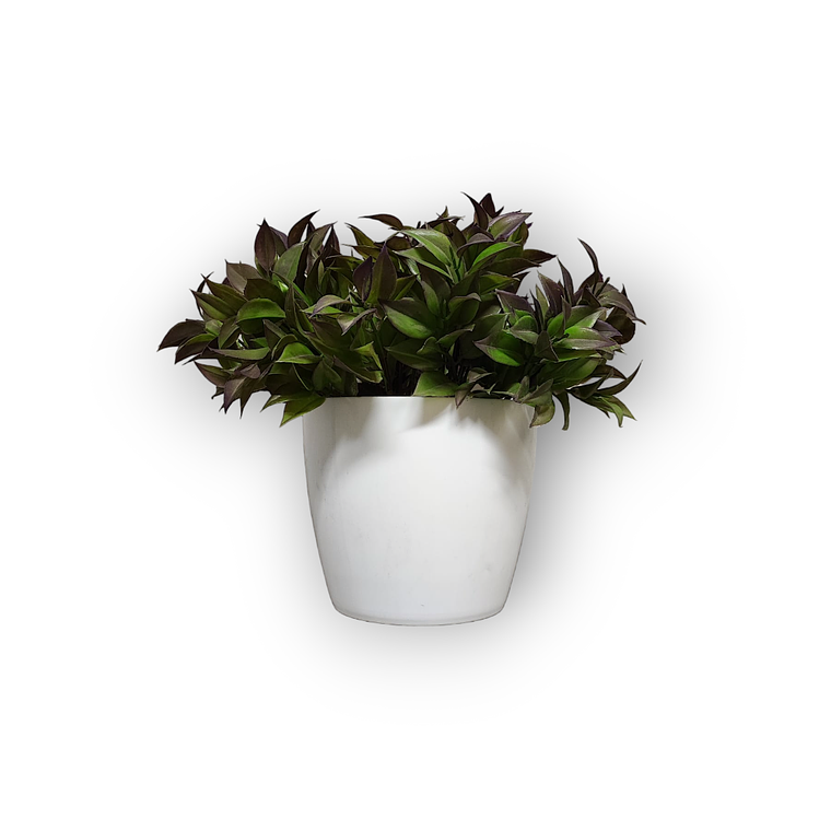 Matero Plástico 17 cm 1