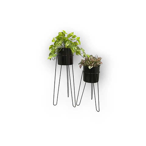 Set Base Draco Con Matero Plástico